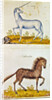 Drawings of a unicorn and a wild horse by French School