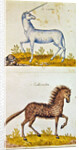 Drawings of a unicorn and a wild horse by French School
