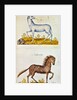 Drawings of a unicorn and a wild horse by French School