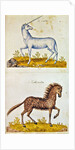 Drawings of a unicorn and a wild horse by French School