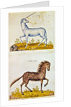 Drawings of a unicorn and a wild horse by French School