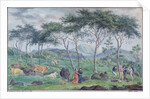 Herd of cattle with cowherds near the river on the east of the Ile de la Reunion, October 1812 by Jean-Joseph Patu de Rosemont