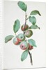 Apples by Pierre Joseph Redouté