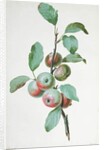 Apples by Pierre Joseph Redouté