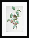 Apples by Pierre Joseph Redouté