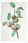 Apples by Pierre Joseph Redouté