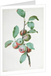 Apples by Pierre Joseph Redouté