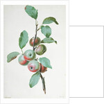 Apples by Pierre Joseph Redouté