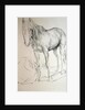 Horse at Coolmore, 1990 by Antonio Ciccone