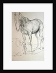 Horse at Coolmore, 1990 by Antonio Ciccone
