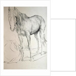 Horse at Coolmore, 1990 by Antonio Ciccone