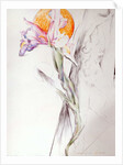 Iris - Composition II by Antonio Ciccone