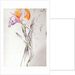 Iris - Composition II by Antonio Ciccone