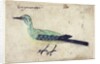 Study of a Bird, c.1620 by French School