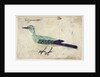 Study of a Bird, c.1620 by French School