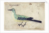 Study of a Bird, c.1620 by French School