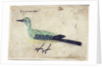 Study of a Bird, c.1620 by French School