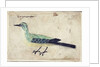 Study of a Bird, c.1620 by French School