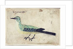 Study of a Bird, c.1620 by French School