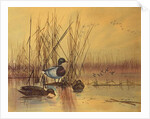 Mallard Ducks in a Lake, c.1890 by English School
