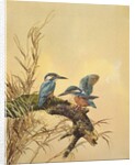 Kingfishers, c.1890 by English School