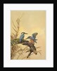Kingfishers, c.1890 by English School