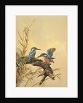 Kingfishers, c.1890 by English School