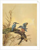 Kingfishers, c.1890 by English School
