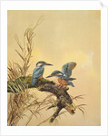 Kingfishers, c.1890 by English School