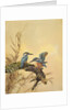 Kingfishers, c.1890 by English School