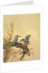 Kingfishers, c.1890 by English School