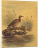 Two Ducks by a Reeded Bank, c.1890 by English School