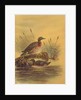 Two Ducks by a Reeded Bank, c.1890 by English School