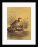 Two Ducks by a Reeded Bank, c.1890 by English School
