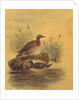 Two Ducks by a Reeded Bank, c.1890 by English School