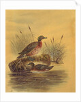Two Ducks by a Reeded Bank, c.1890 by English School