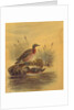 Two Ducks by a Reeded Bank, c.1890 by English School