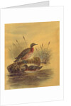 Two Ducks by a Reeded Bank, c.1890 by English School