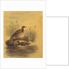 Two Ducks by a Reeded Bank, c.1890 by English School