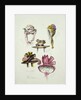 Designs for Regency Hats, 1828 by English School