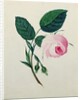 Study of a Pink Rose, c.1820 by English School