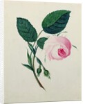 Study of a Pink Rose, c.1820 by English School