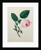 Study of a Pink Rose, c.1820 by English School