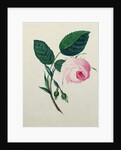 Study of a Pink Rose, c.1820 by English School