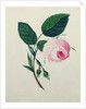 Study of a Pink Rose, c.1820 by English School