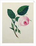 Study of a Pink Rose, c.1820 by English School