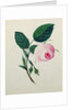 Study of a Pink Rose, c.1820 by English School