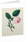 Study of a Pink Rose, c.1820 by English School