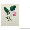 Study of a Pink Rose, c.1820 by English School
