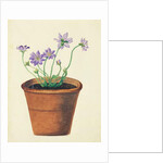 Purple Flowers in a Terracotta Pot, c.1825 by English School